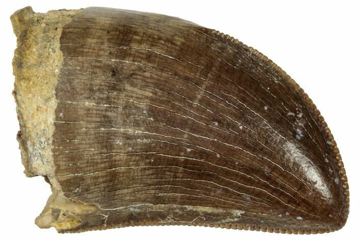 Juvenile Dinosaur (Tyrannosaurus rex) Tooth - Wyoming #323972